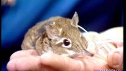 Cute-But-Mean-Little-Animal-the-Elephant-Shrew-on-Johnny-Carsons-Tonight-Show